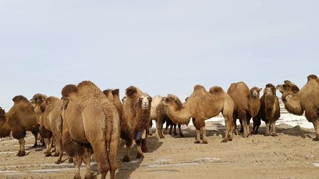 Двугорбый верблюд в степи. Звуки животных. Қос өркешті түйе дауысы. #верблюд #домашниеживотные смотреть онлайн