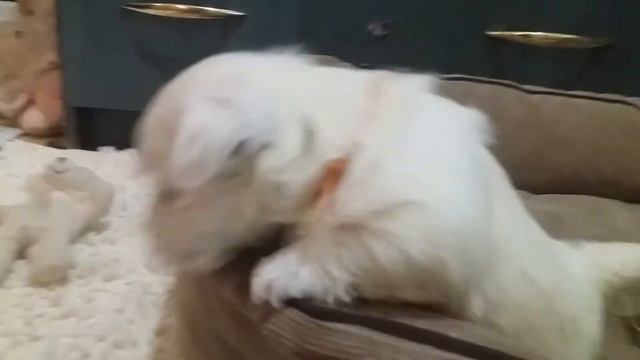 Вест хайленд вайт терьер. Щенки. Девочка. Питомник LOVE SHEV'S.