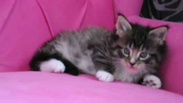 0274 ЦАРИНА мейн кун девочка продам г.Липецк смотреть онлайн
