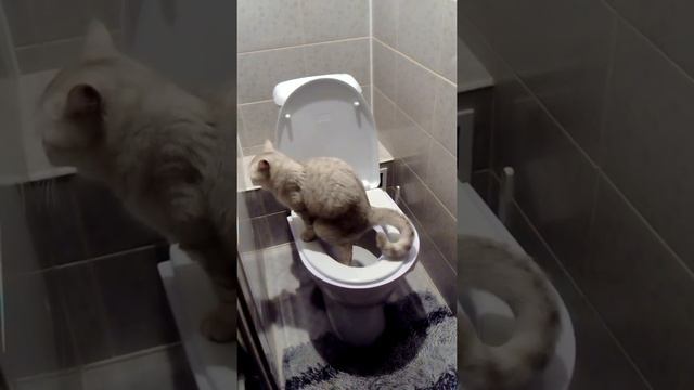 Кошка ходит в унитаз 🚽 смотреть онлайн