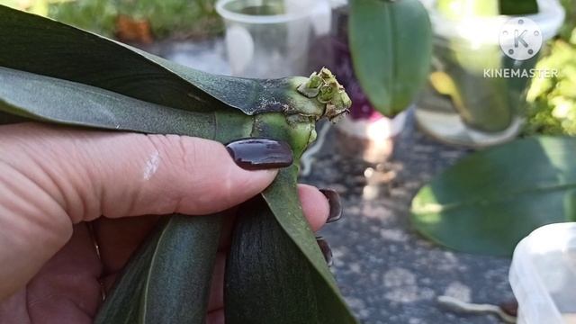 4 метода наращивания корней одновременно. Проводим опыт смотреть онлайн