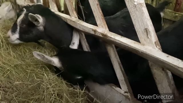 ПРО КУР? ПРО КОЗ? ПРО РОДИТЕЛЕЙ??? ПРО СЫР? смотреть онлайн