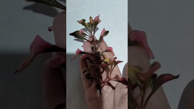 Альтернантера подарок. смотреть онлайн