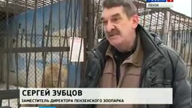 Пензенский зоопарк перешел на зимний режим работы смотреть онлайн