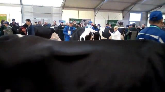 Холмогорская порода смотреть онлайн