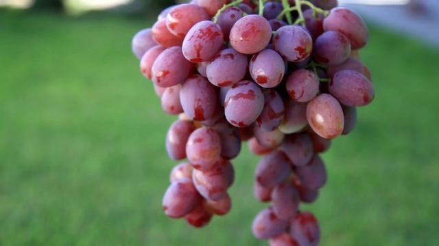 Виноград АНЮТА #1 (Grapes ANYUTA # 1) смотреть онлайн
