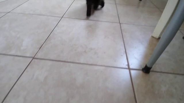 Лучшая игрушка для котёнка. The best toy for a kitten. смотреть онлайн