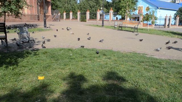 Много голубей Видео для детей смотреть онлайн