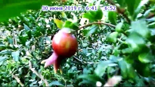 Садовые Ромашки , Роза , Гранат, Энотера ночная свеча др.. - 23 июнь - 3 июль 2019 год смотреть онлайн