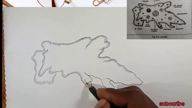 Amoeba diagram [biology] || How to draw amoeba diagram step by step || amoeba easy drawing смотреть онлайн