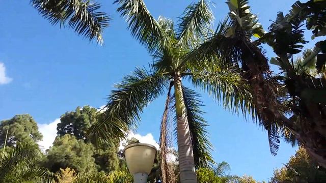 Palm trees and birdsong! смотреть онлайн