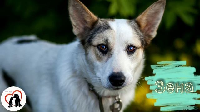Наши жемчужины ? смотреть онлайн