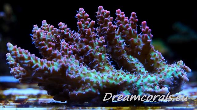 Acropora Strawberry Shortcake