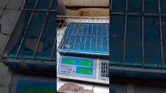 вес самки бельгийский фландр смотреть онлайн