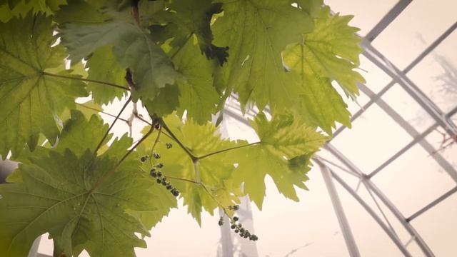 Экскурсия в ботаническом саду ПГНИУ