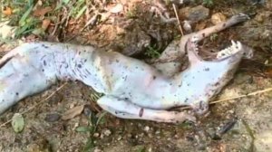 Труп мертвой Чупакабры напугал парагвайцев. чупакабра 2017 неизвестное существо. чупакабра видео