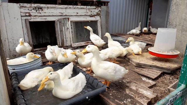 утка Стар 53 купаются смотреть онлайн