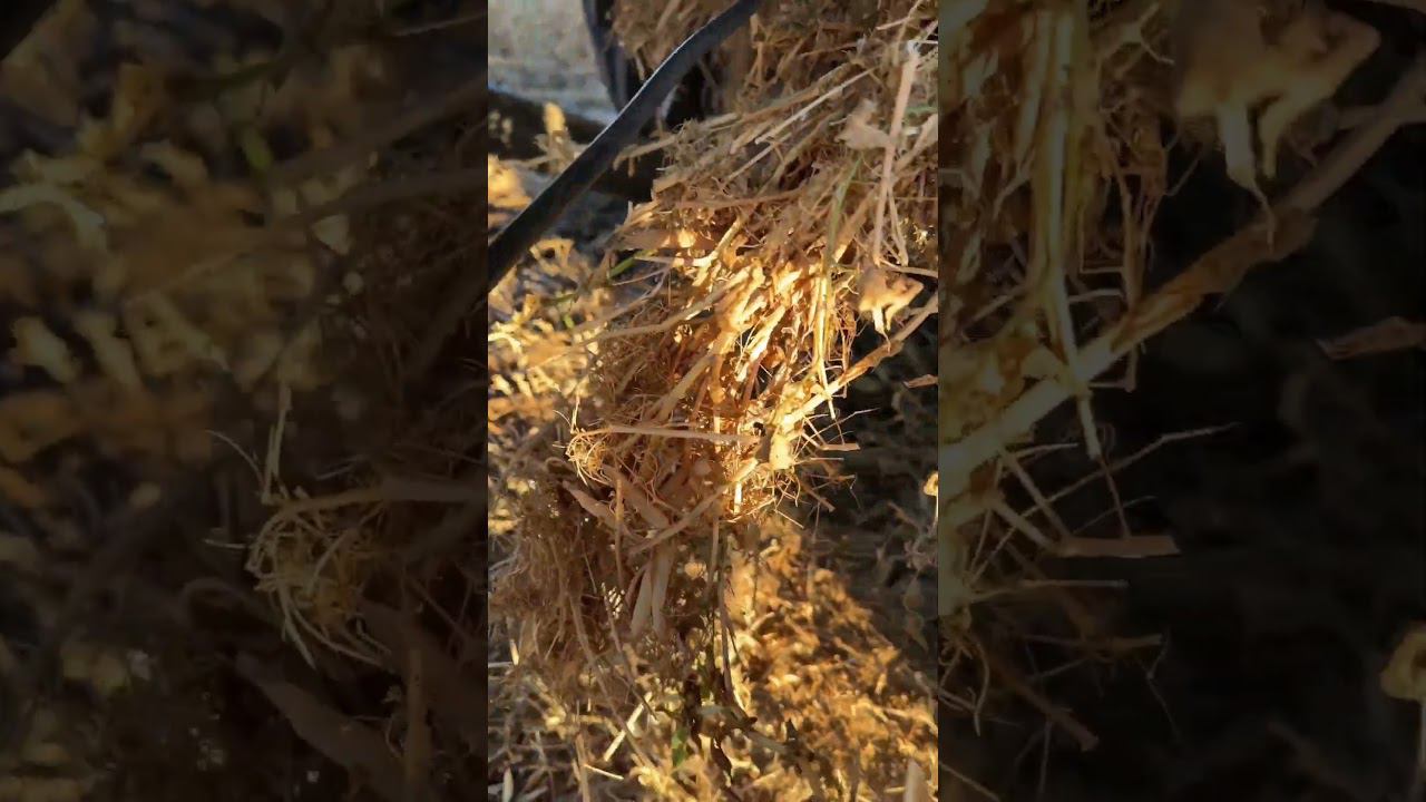 Уборка гороха без этого никак смотреть онлайн