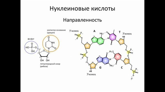 Сказка про нуклеотиды и цветок жизни. смотреть онлайн