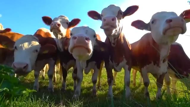 Мычание коровы-Звук животного корова- Домашние животные -Farm animals смотреть онлайн