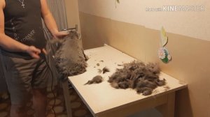 Как постричь кота в домашних условиях? Купание кота.