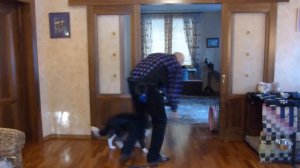 Дрессировка бордер колли  Работа с ухваткой, команда Взять