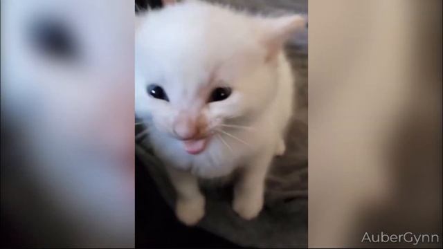 Hi Herbert смотреть онлайн