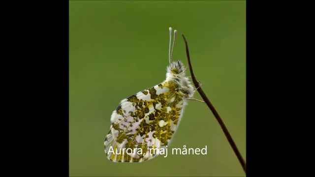 2013 Insekter,Sommerfugle mm Af Gert S Laursen смотреть онлайн