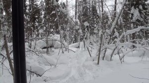 Загонная охота на волка.