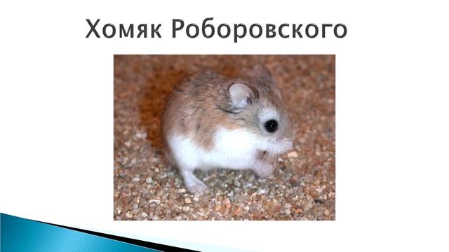 Виды домашних хомяков | ТОП 5 видов хомяков смотреть онлайн