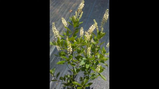 КЛЕТРА (CLETHRA) сем.  Клетровые смотреть онлайн