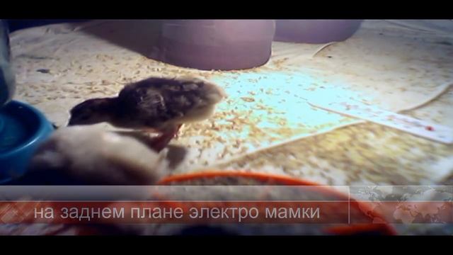 Первый вывод индюков / субтитры смотреть онлайн