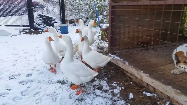 Гуси и Алабай - лучшие друзья смотреть онлайн