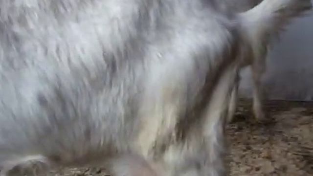 Гон у коз. смотреть онлайн