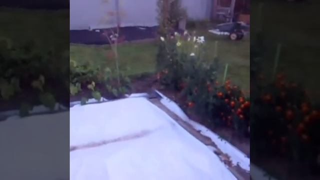 Август , обзор молодых клематисов и новинки на нашей даче!!! смотреть онлайн