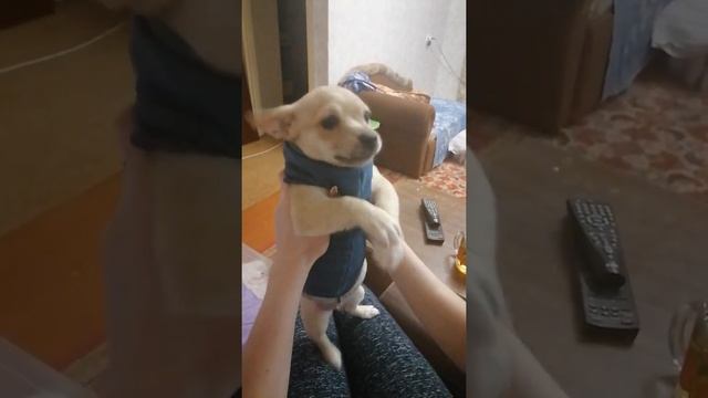 Забавные животные!!!! Залижет до смерти!!!! смотреть онлайн