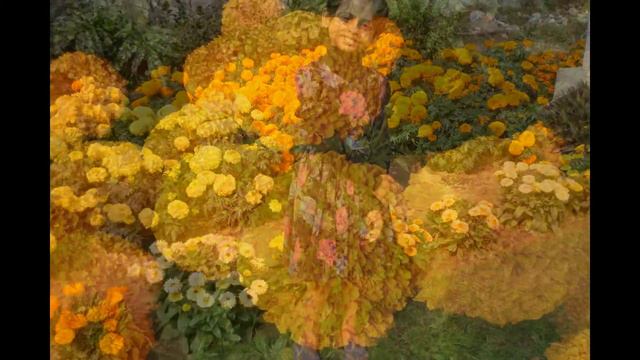 Cute Flowers from Digha, in the Hotel and Amarabati Garden | Digha, West Bengal смотреть онлайн