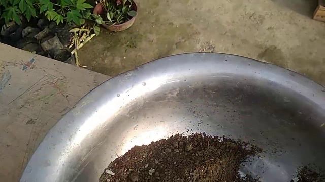 Bleeding Heart Cutting Update