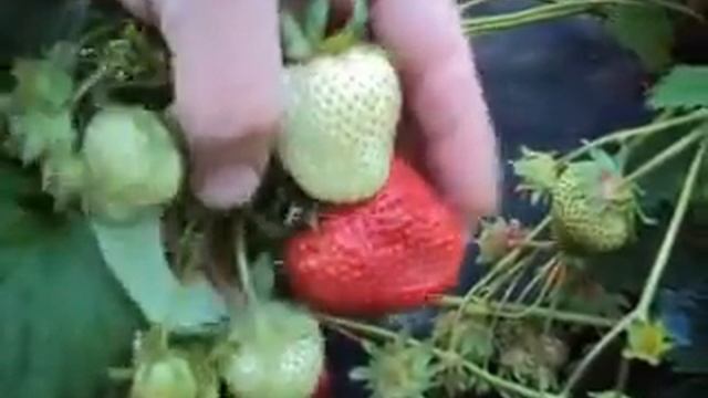 Крупноплодная урожайная земляника Чамора Туруси смотреть онлайн