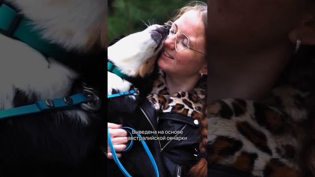 5 недавно выведенных пород собак #shorts #молодыепородысобак #собаки смотреть онлайн