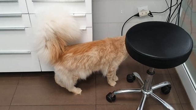 УШНЫЕ КЛЕЩИ откуда??? смотреть онлайн