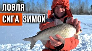 Ловля сига зимой
