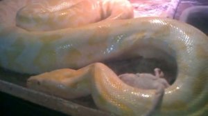 Тигровый питон нападает на крысу