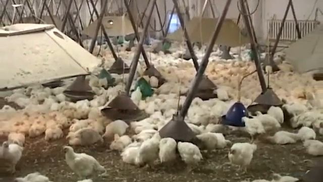 Линдовская птицефабрика. Начало 2000-х. смотреть онлайн