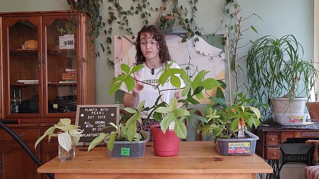 Plants We Grow- Episode 5: philodendron gold violin (Bipennifolium) & philodendron Florida ghost смотреть онлайн