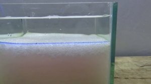 ЧИСТАЯ ИНФУЗОРИЯ ДЛЯ МАЛЬКОВ.МЕТОД ПОЛУЧЕНИЯ.