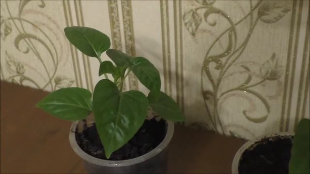 Крещенская вода вода творит чудеса Epiphany water water works wonders смотреть онлайн