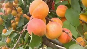 Новинка! Абрикос Бержеваль. Apricot Bergeval. Універсальний сорт з добрими характеристиками
