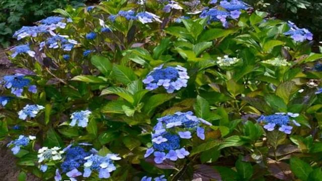 Гортензия пильчатая — описание, посадка и уход смотреть онлайн