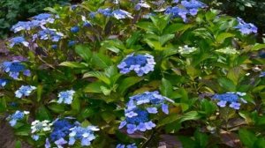 Гортензия пильчатая — описание, посадка и уход